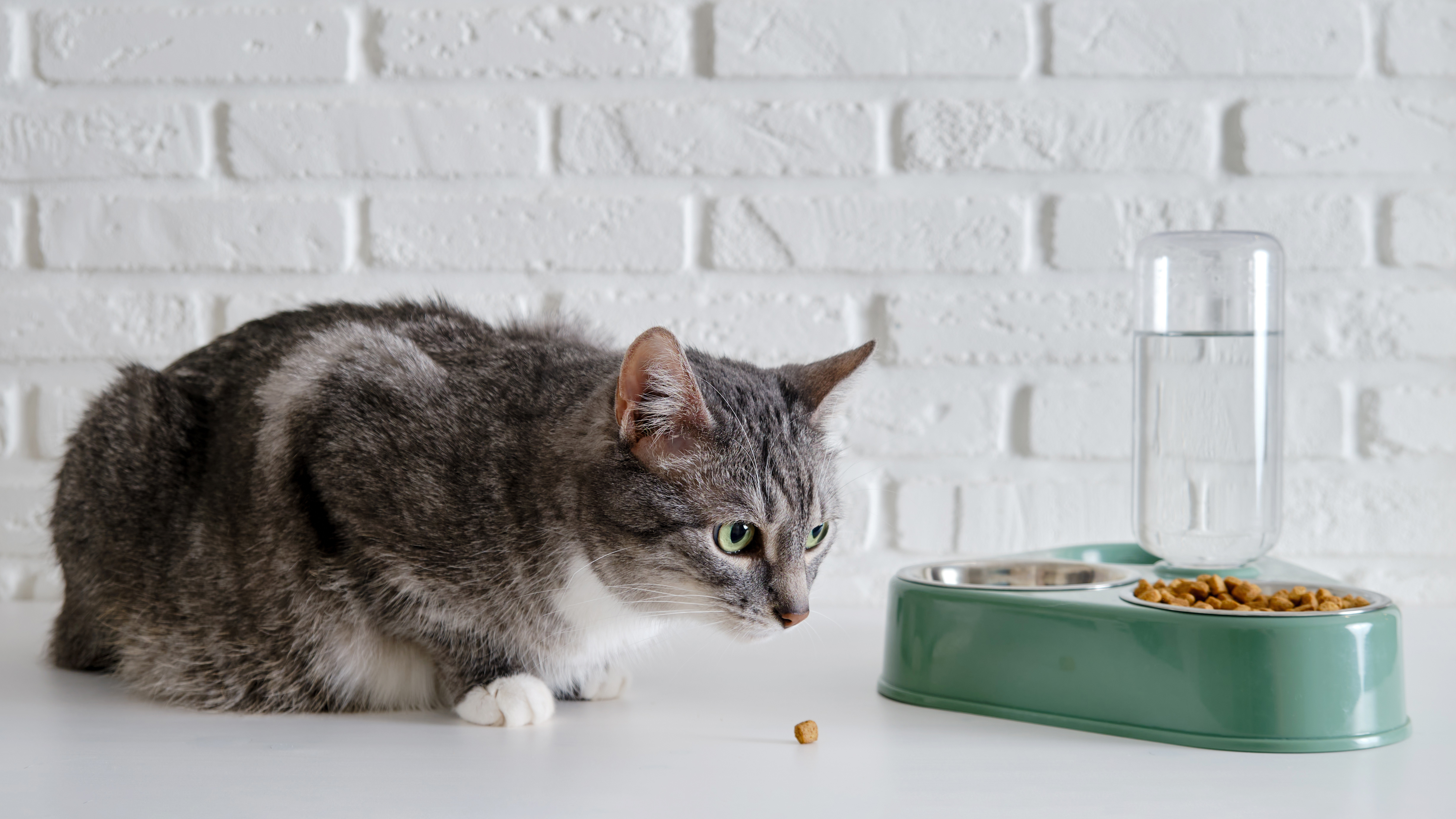A gray cat eating food from a green bowl