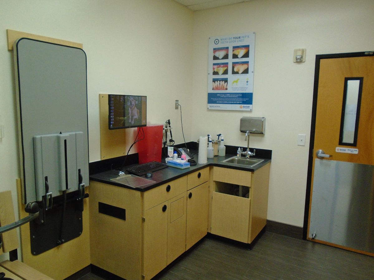 Inside of the Jensen Beach Banfield exam room