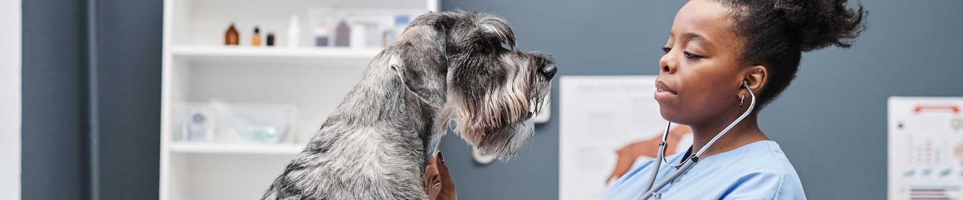 A veterinarian listens to the heartbeat of a Schnauzer at a hospital