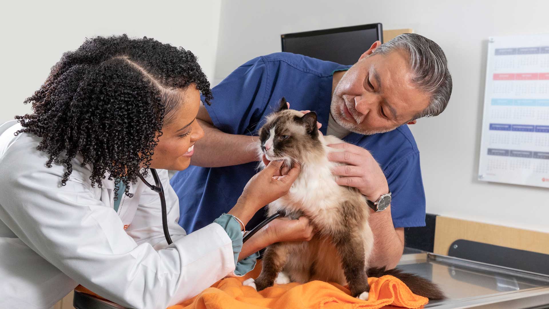 Veterinarian Taneeka Bautista examines a cat with the help of a vet assistant
