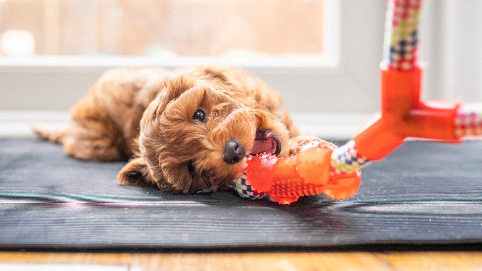 A small, shaggy, brown-haired puppy playing with and chewing on an orange toy