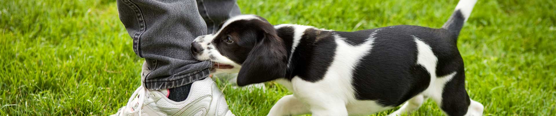 A cute black and white puppy biting the pants cuff of its owner