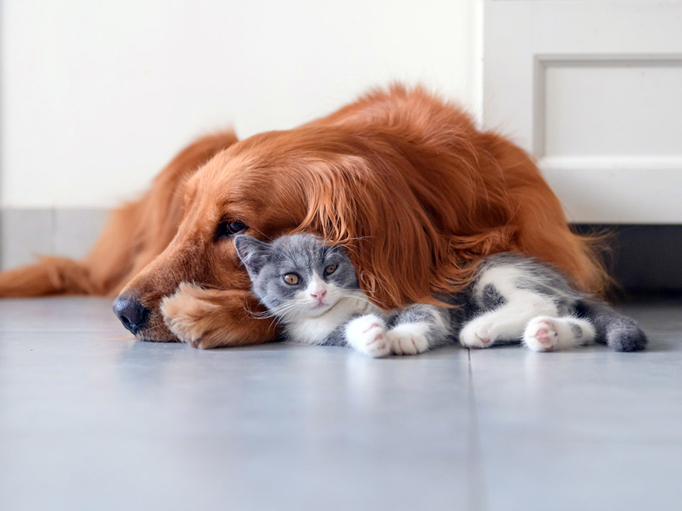 A golden retriever and a kitten snuggling together on the floor