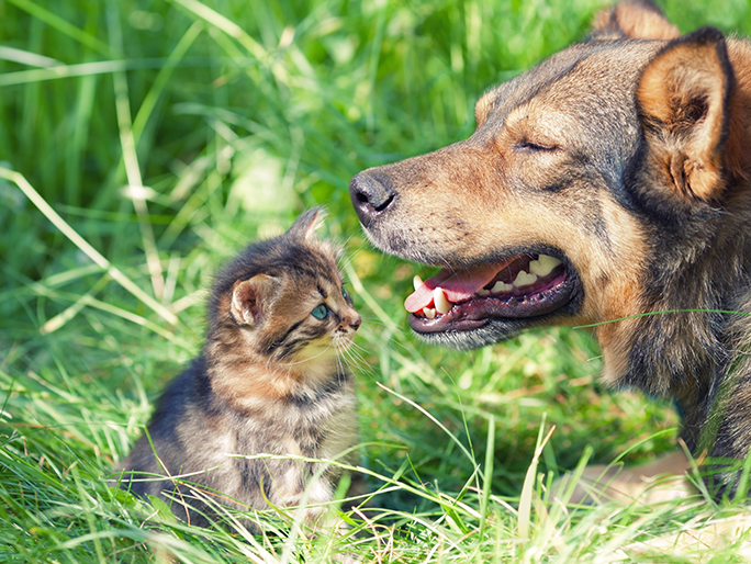 A big dog and a tiny kitten sit together in tall grass