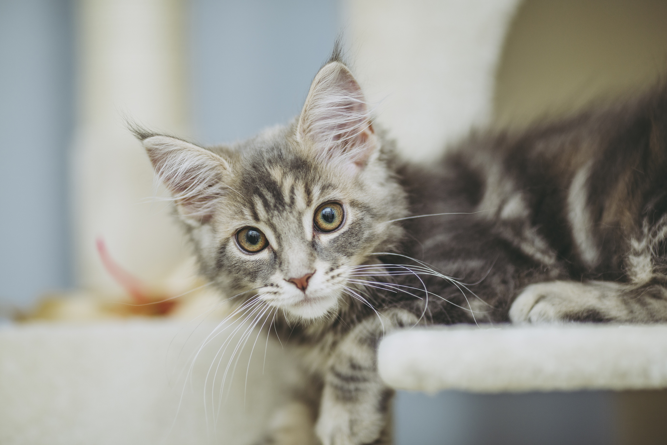 Gray tabby kitten with large ears and bright eyes on a cat tree