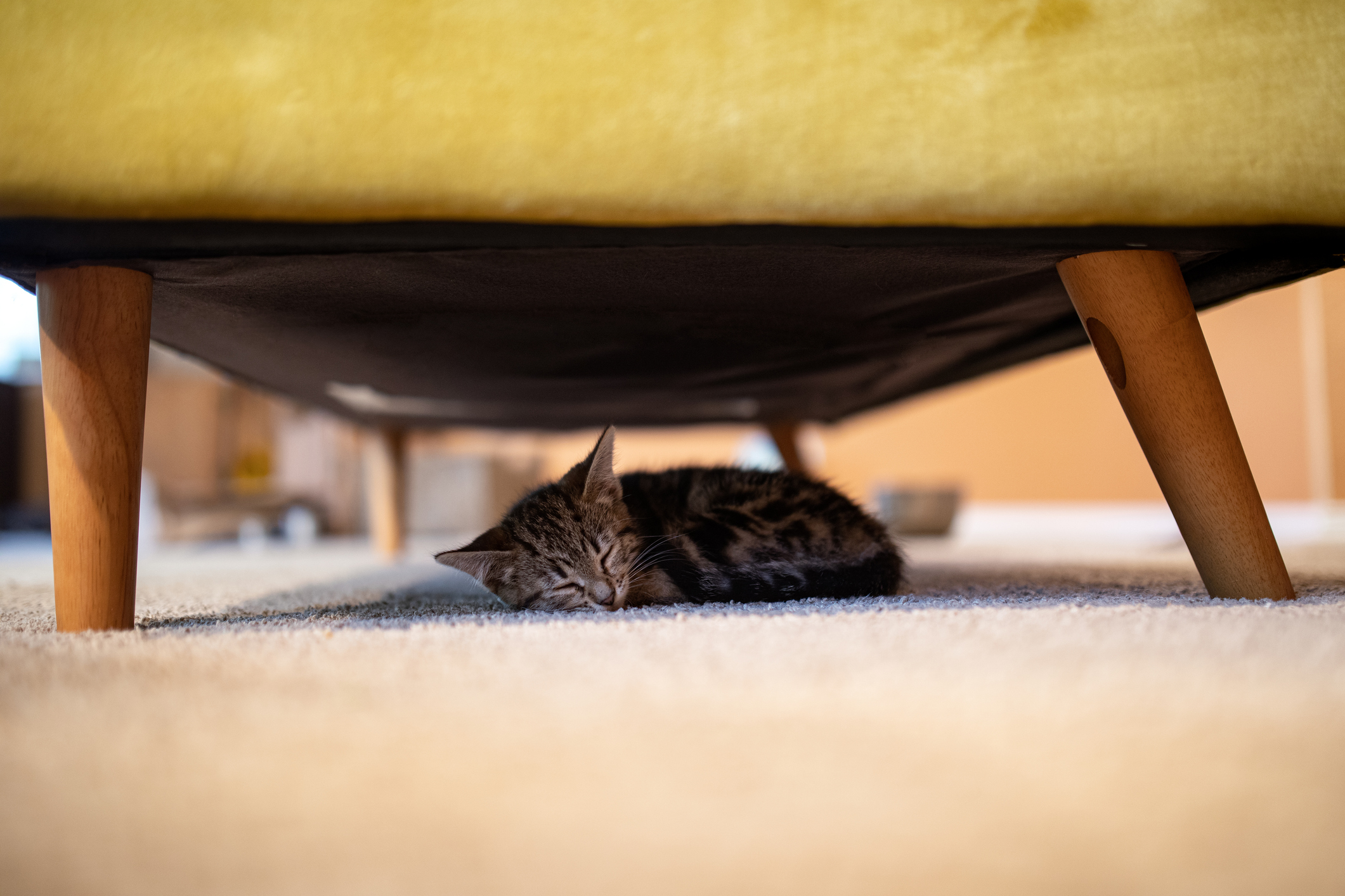 Tabby kitten sleeping under a sofa on carpeted floor