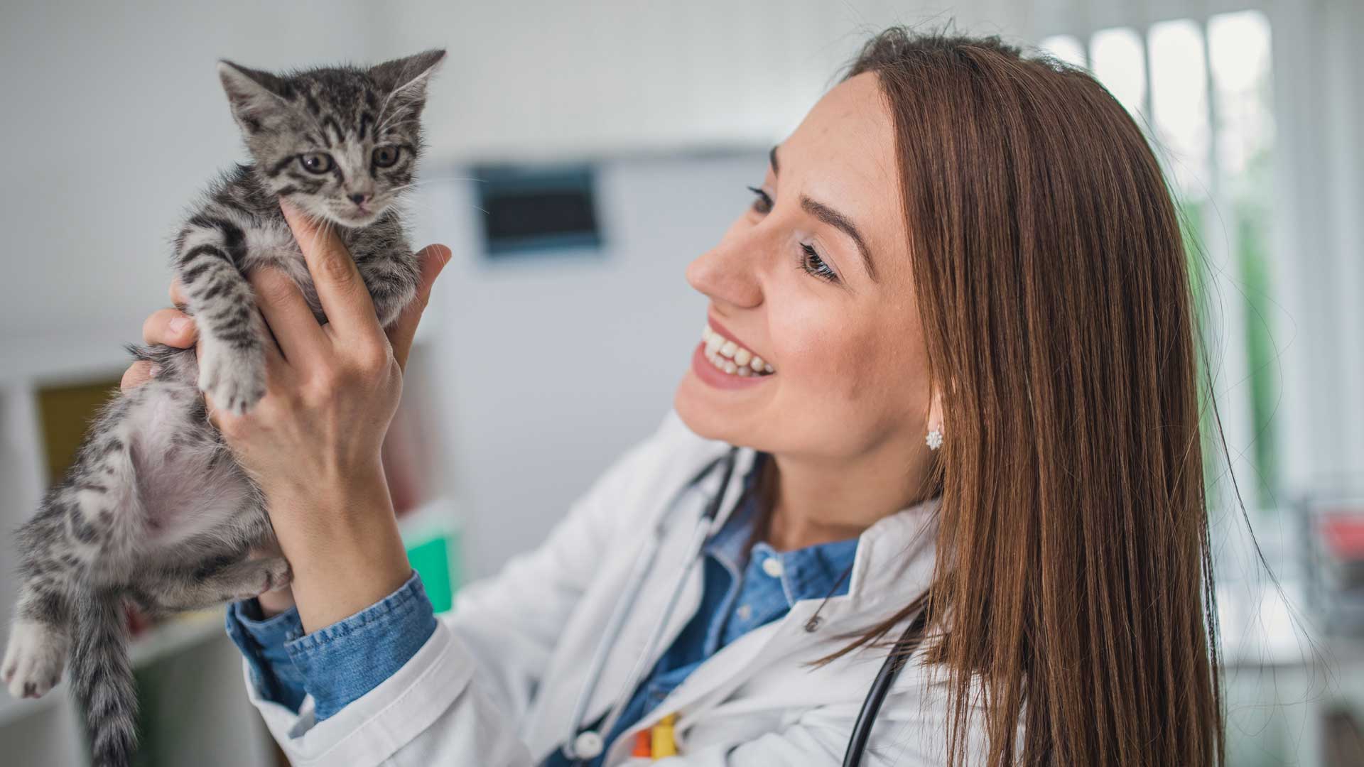 A Banfield veterinary professional holds a small grey tabby kitten