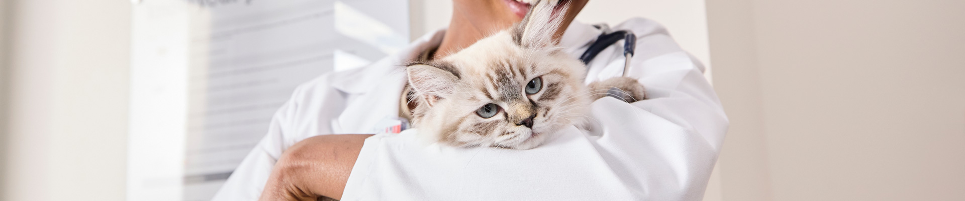A Banfield veterinary professional holds a fluffy white cat