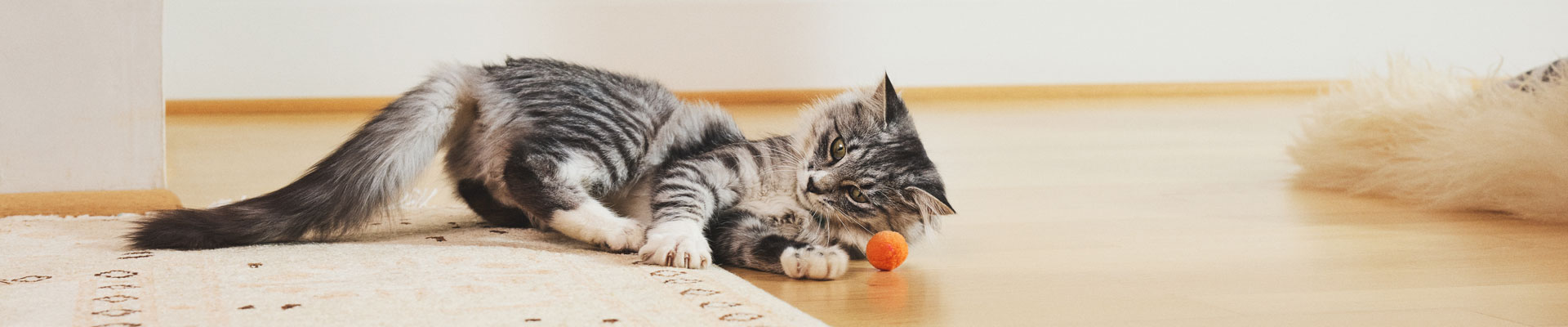 A grey tabby cat plays with an orange ball