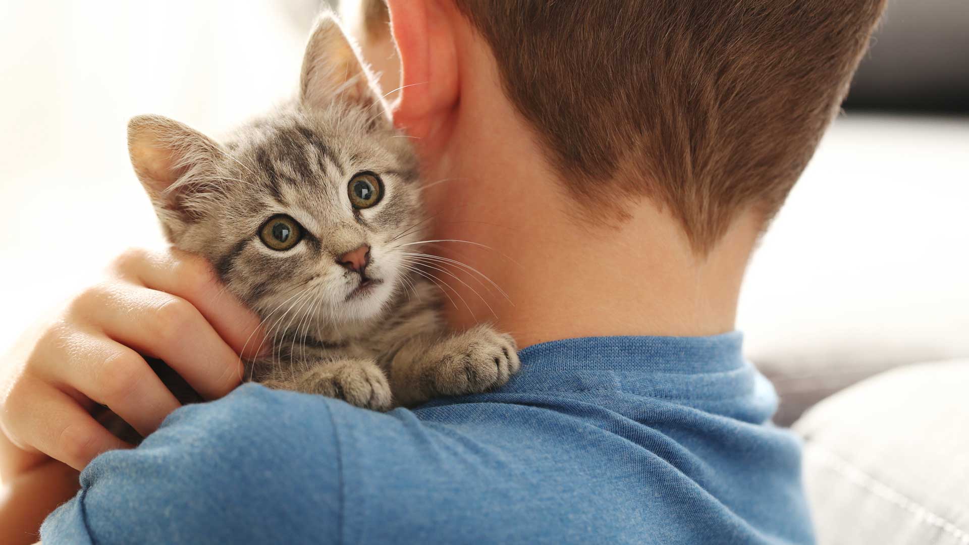 A cat owner holds a tiny tabby kitten