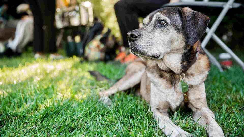 A dog with a collar lying on grass, looking to the side.