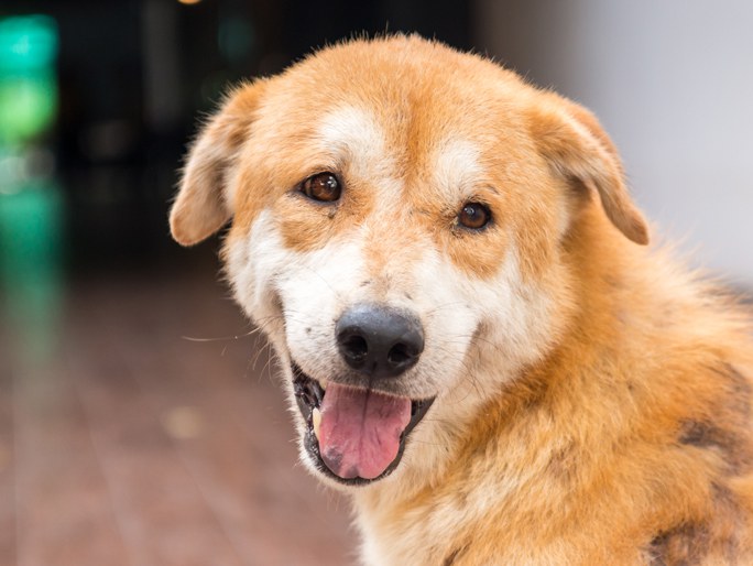 An orange and white-faced dog smiling at the camera