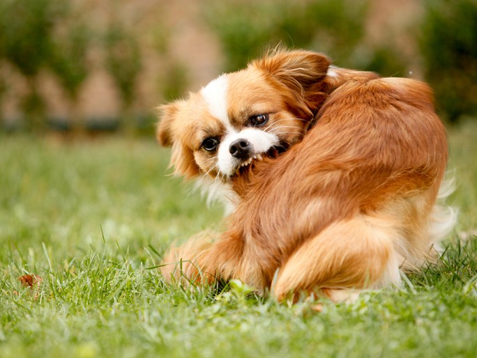 An orange Pekingese scratching and biting itself
