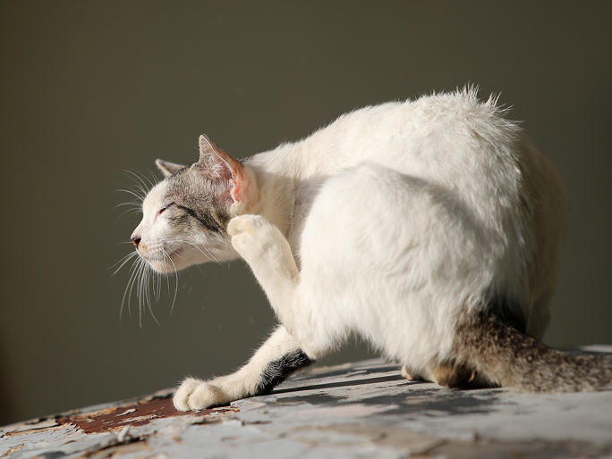 A white cat with gray ears scratching its face