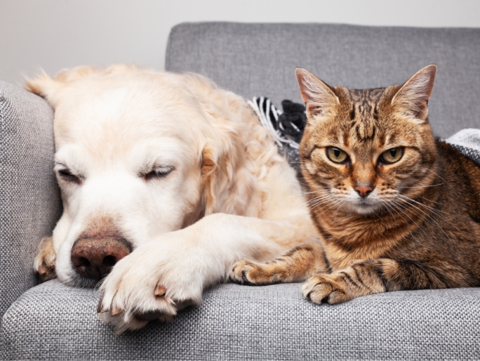 A Golden Retriever and Tabby cat rest together on a couch