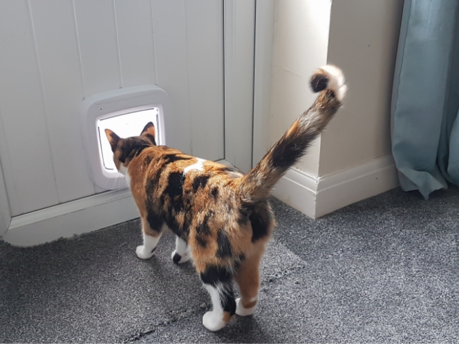 A Calico cat walking outside through a cat door