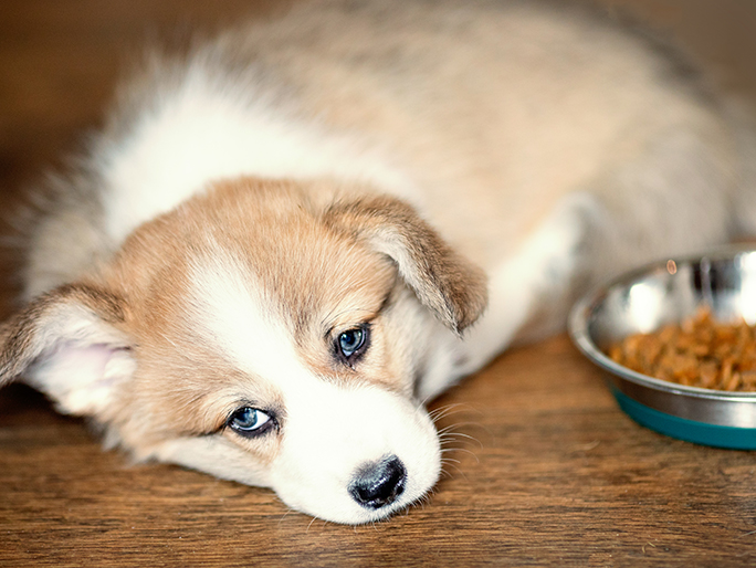 A white and light yellow puppy laying by a bowl of food
