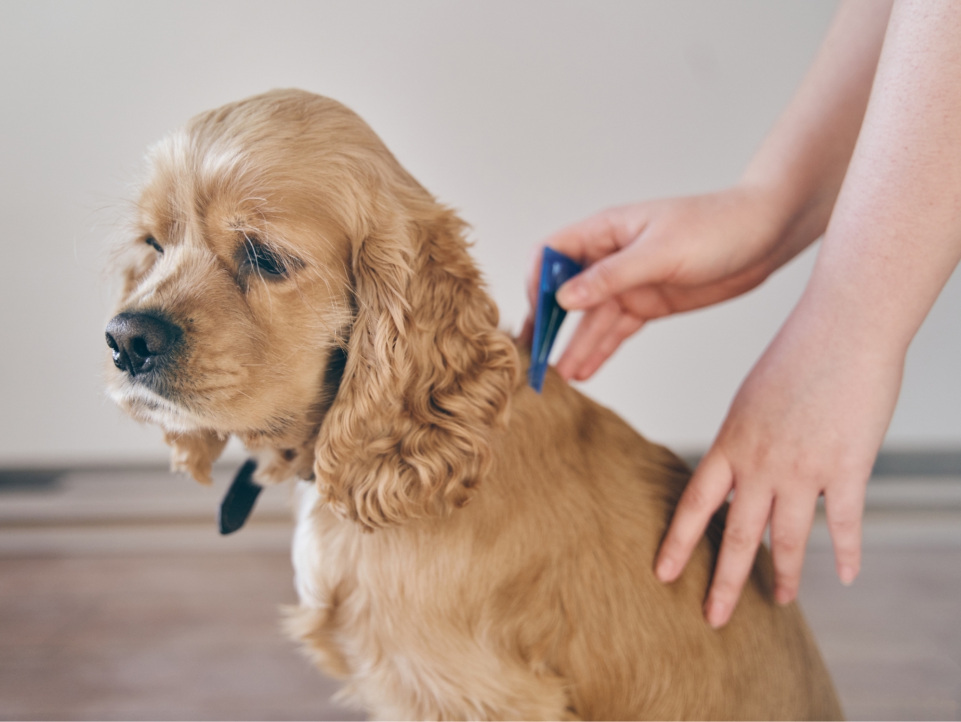 A Cocker Spaniel getting flea treatment from their owner