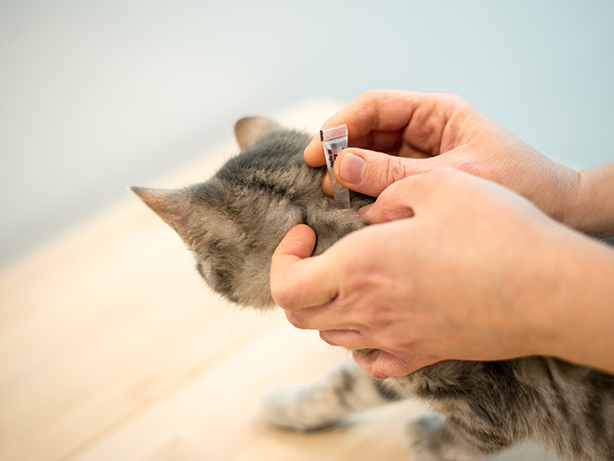 A Tabby cat getting flea treatment from their owner
