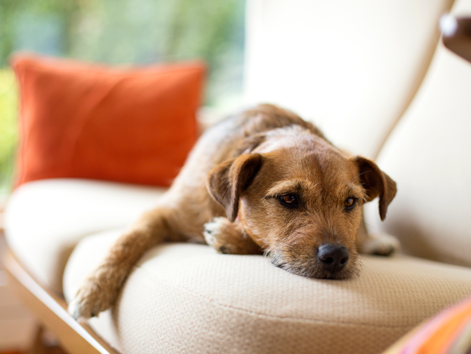 A brown dog laying on the couch looking bored
