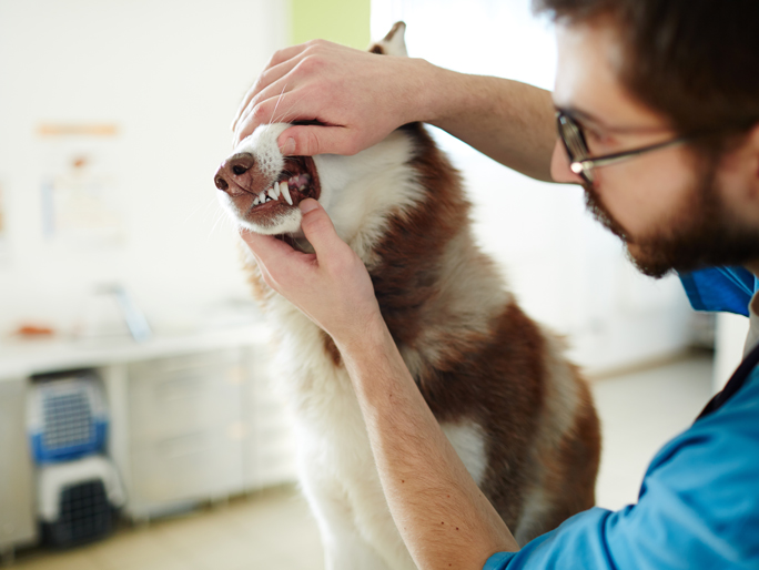 A Siberian Husky getting its teeth looked at