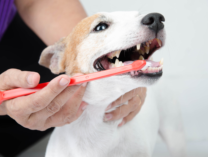 A white dog getting their teeth brushed by a groomer