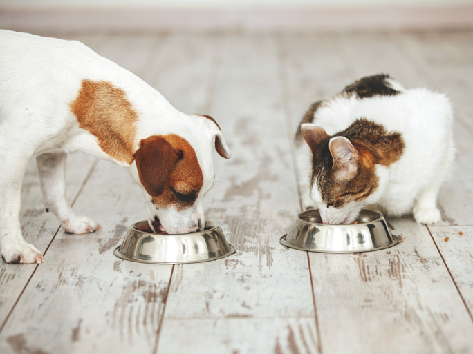 A white dog and white cat eat next to each other