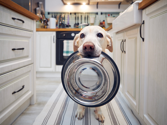 A Labrador Retriever holds his dog bowl in his mouth