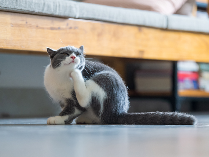 A gray cat scratches its ear by a bed