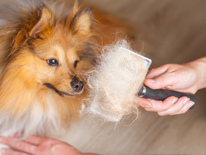 A small Shetland Sheepdog getting its fur brushed