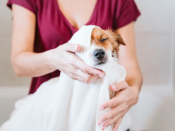 A Jack Russell Terrier getting dried off after a bath