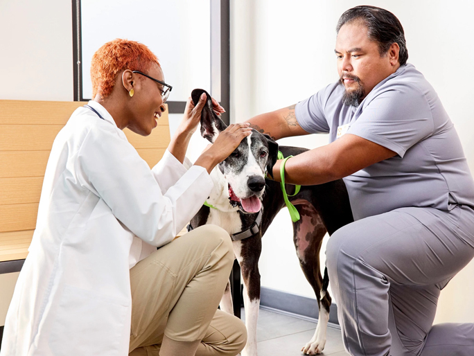 Keira Kienle, DVM, checking a Great Dane's ears with the help of a vet tech