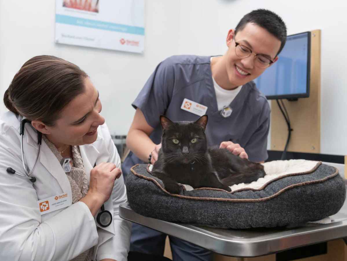 Heidi Cooley, DVM, examines a cat with the help of a vet tech