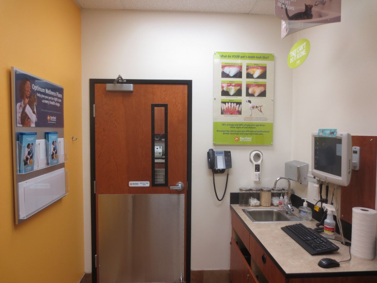 The Banfield Pet Hospital: Gulfport exam room