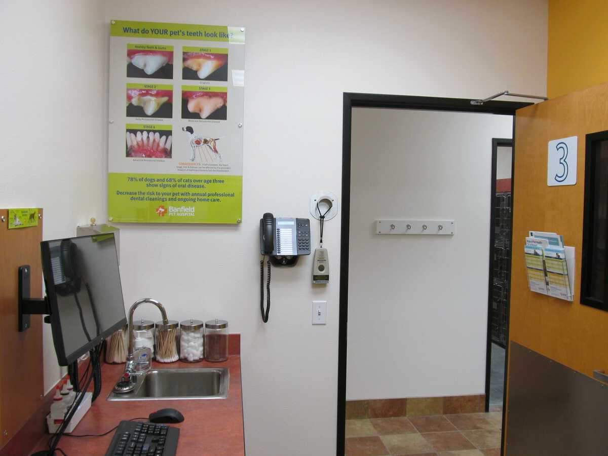 A view inside the Banfield - Deer Springs hospital exam room