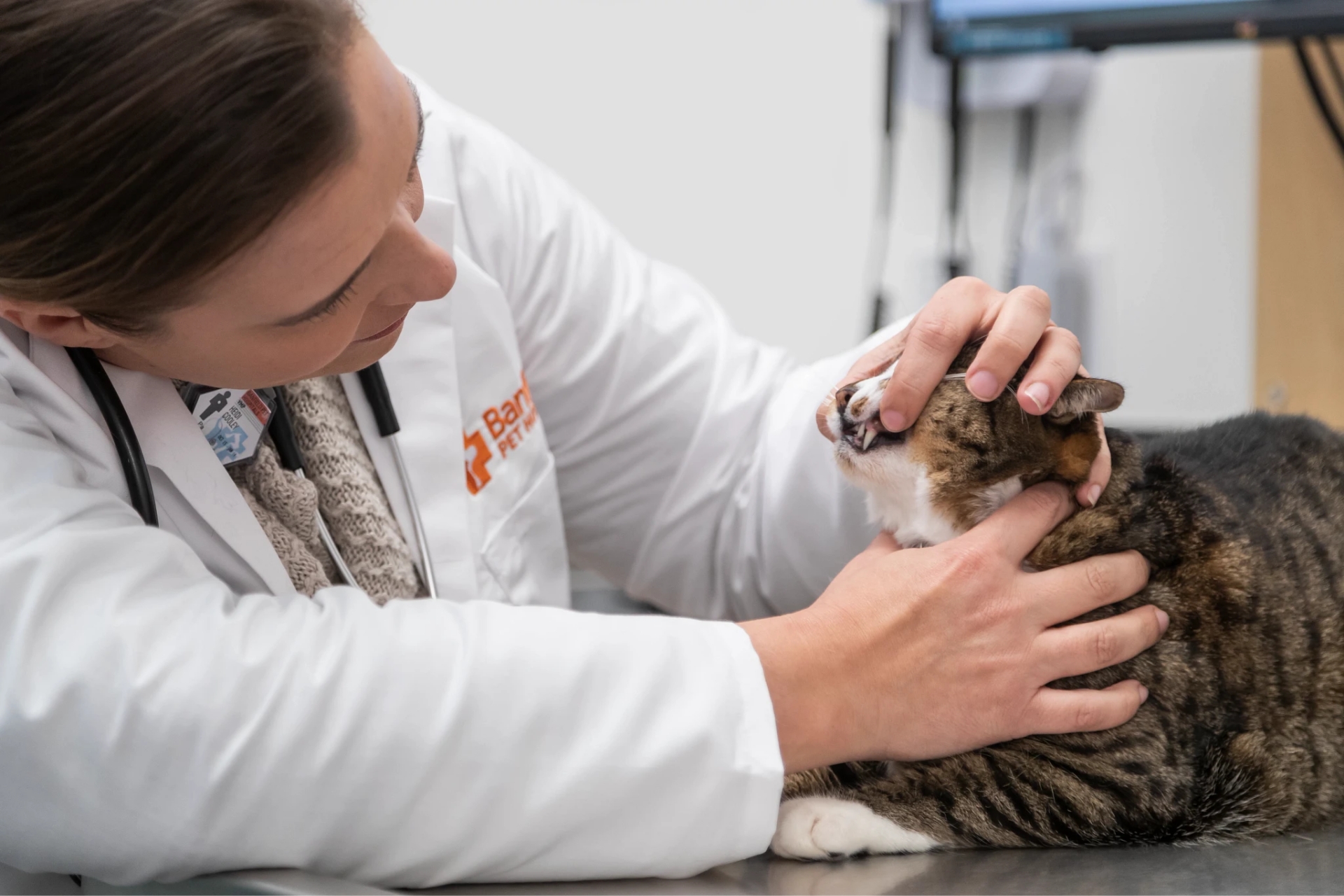Veterinarian Heidi Avalos, DVM, examines the teeth of a cat.