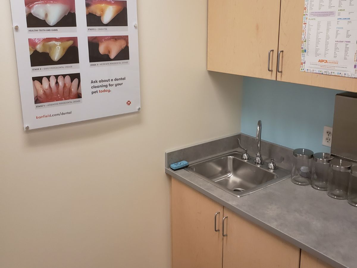 A view of the South Boston Banfield exam room and folding table