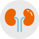 Illustration of kidneys"