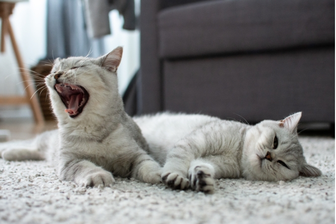 Cats laying down relaxing and yawning