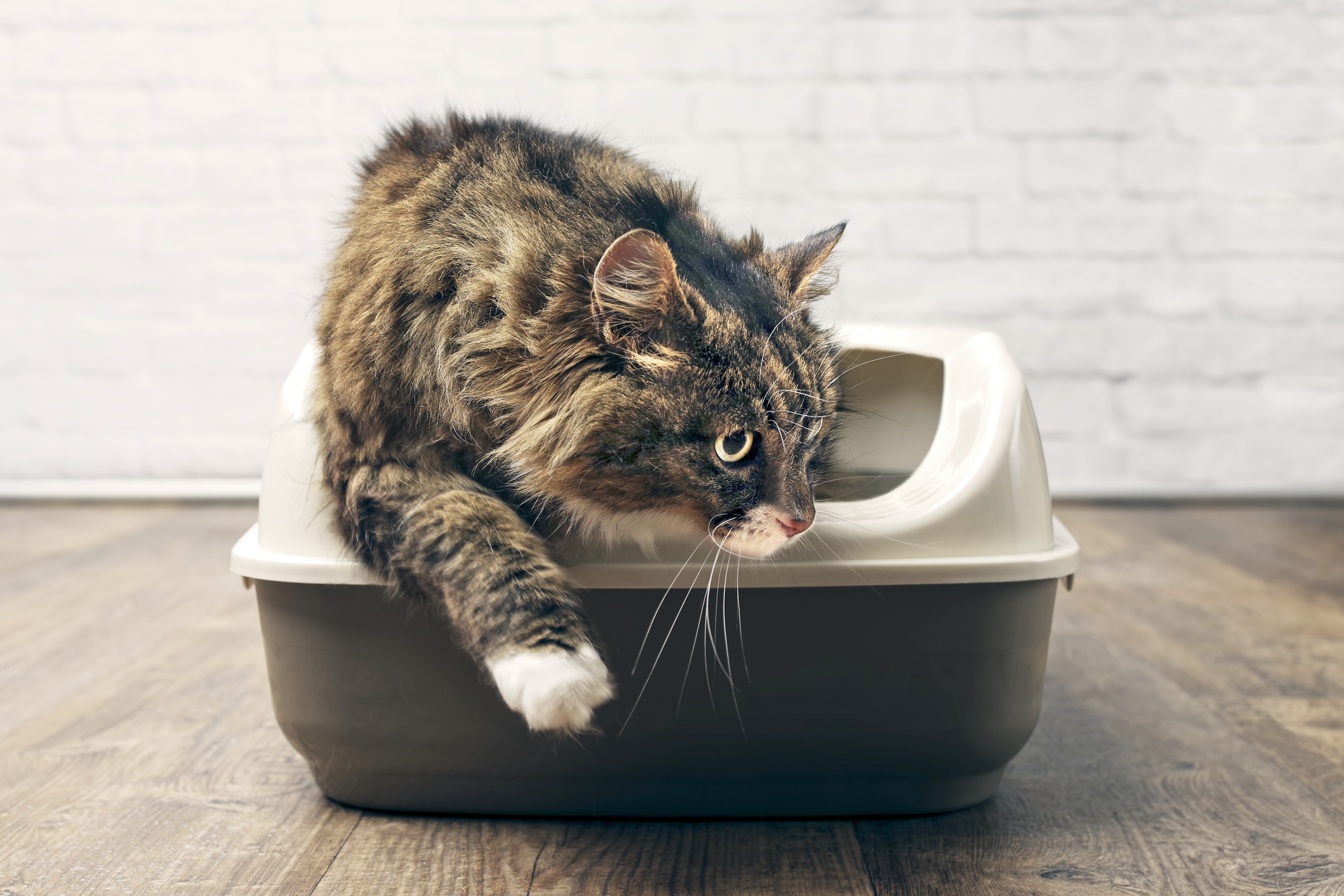 kitty litter