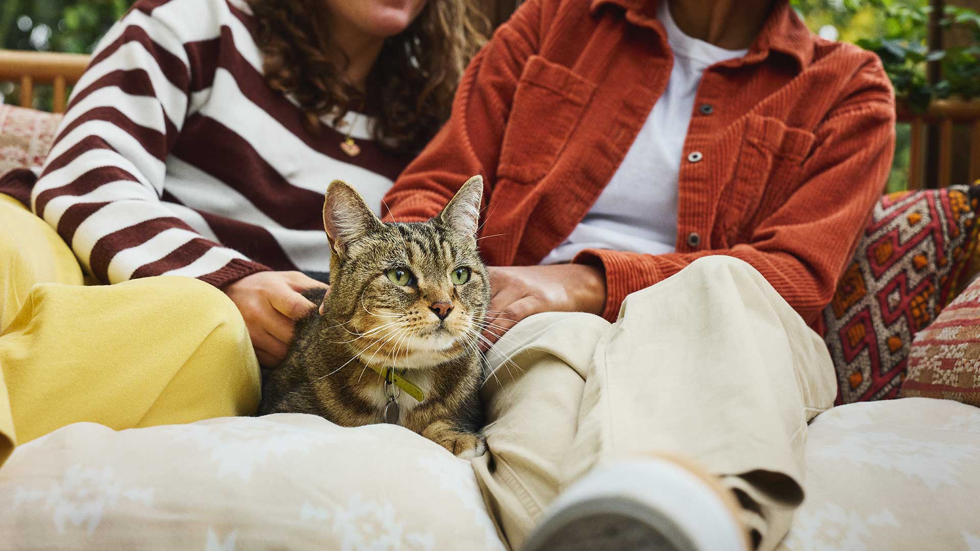 Tabby cat with green collar sits between two people on a couch, being gently petted
