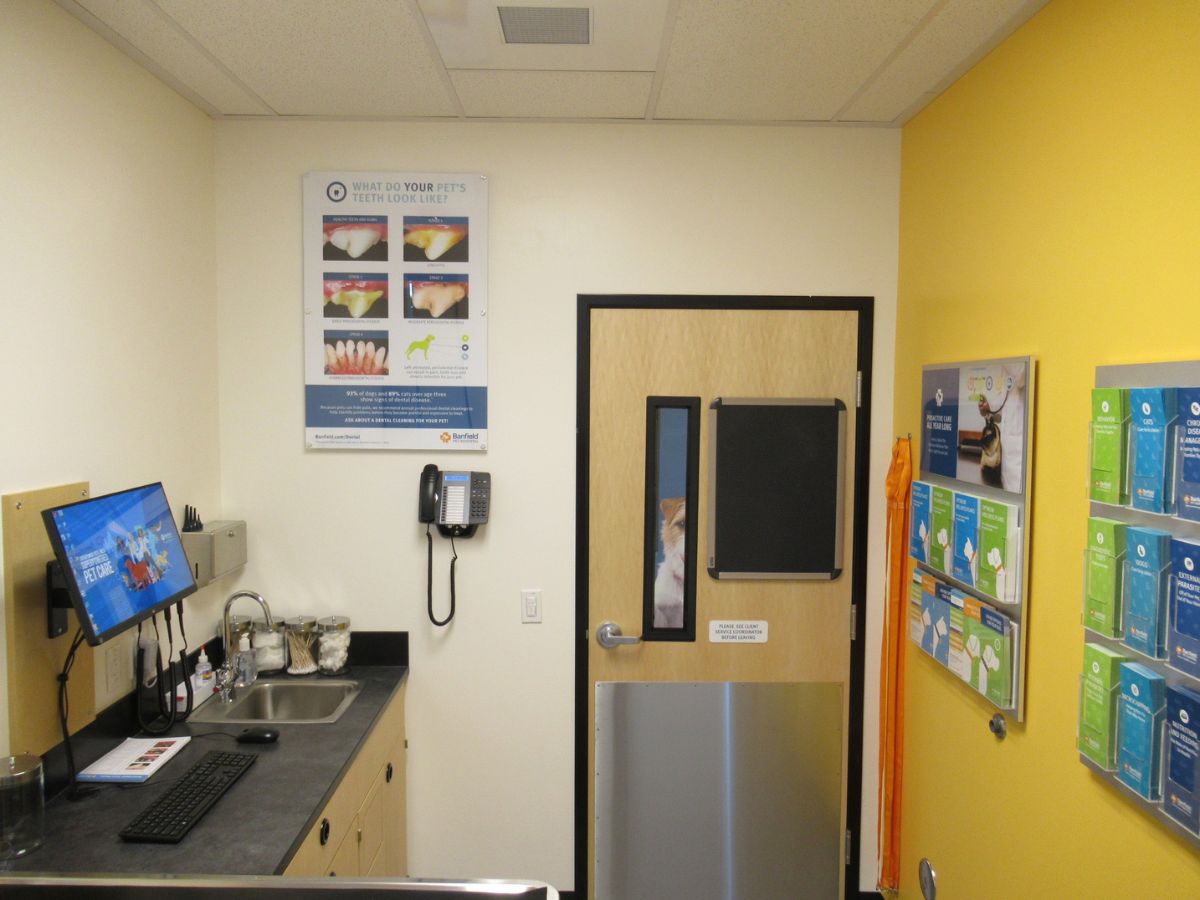 A view inside a Banfield - Sellwood-Moreland hospital exam room