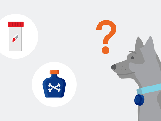 Illustration of a dog looking at poisons
