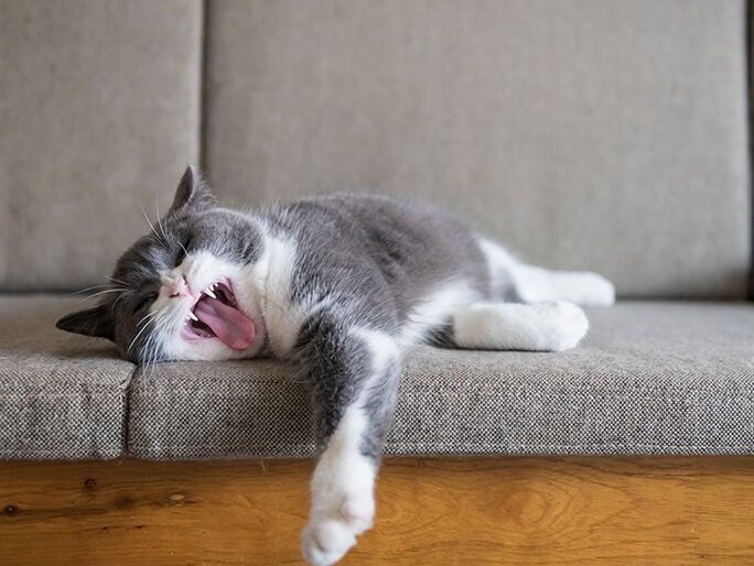 A cat yawning and laying on the couch