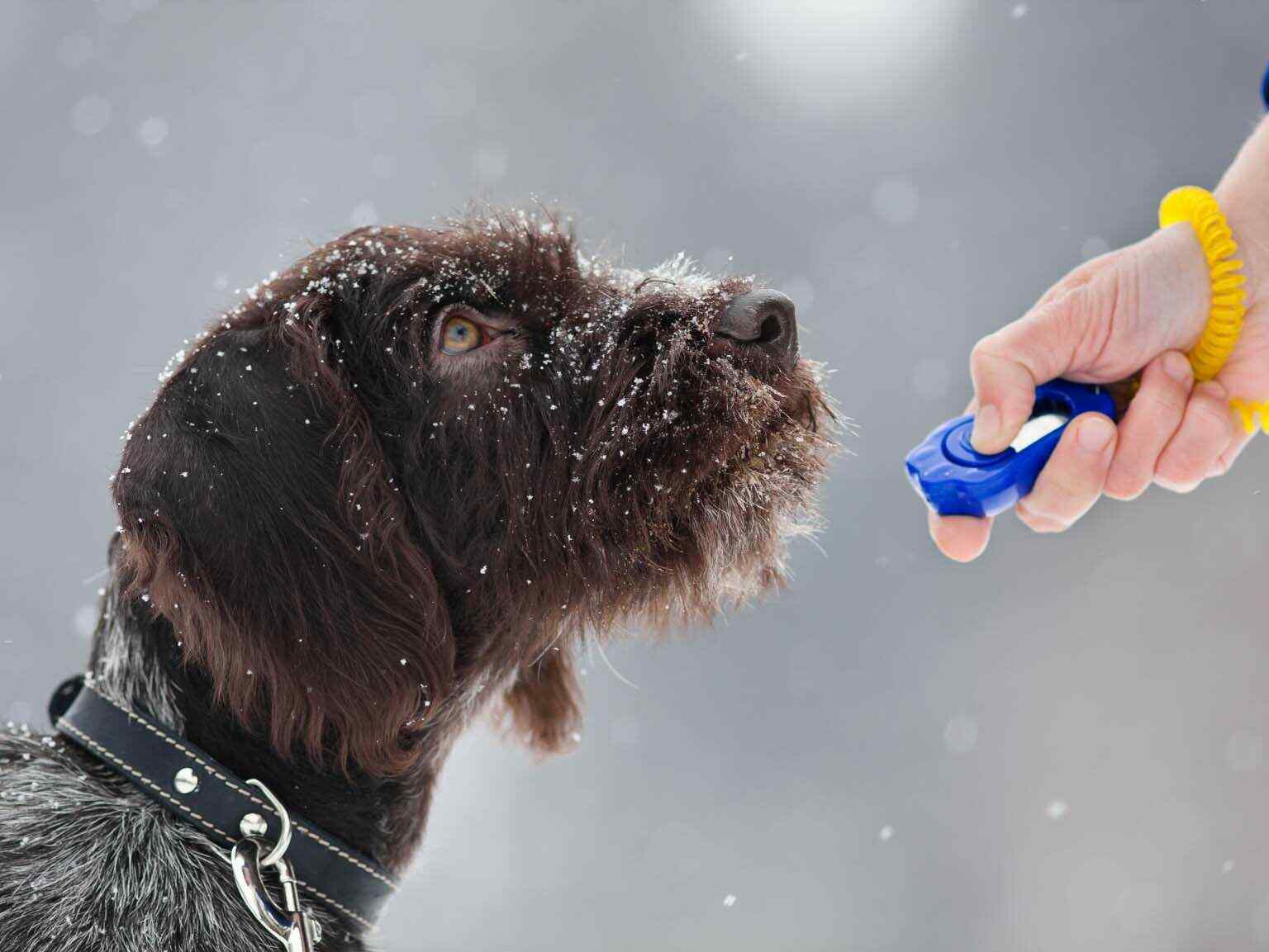 Getting your dog to listen