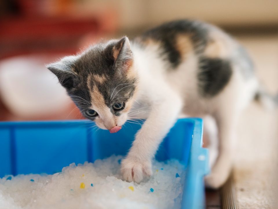 black cat eats bowl illustration