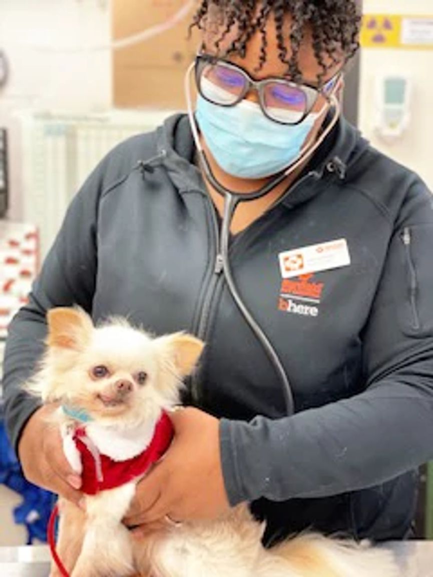 A female veterinarian holding a little dog at the Banfield Pet Hospital