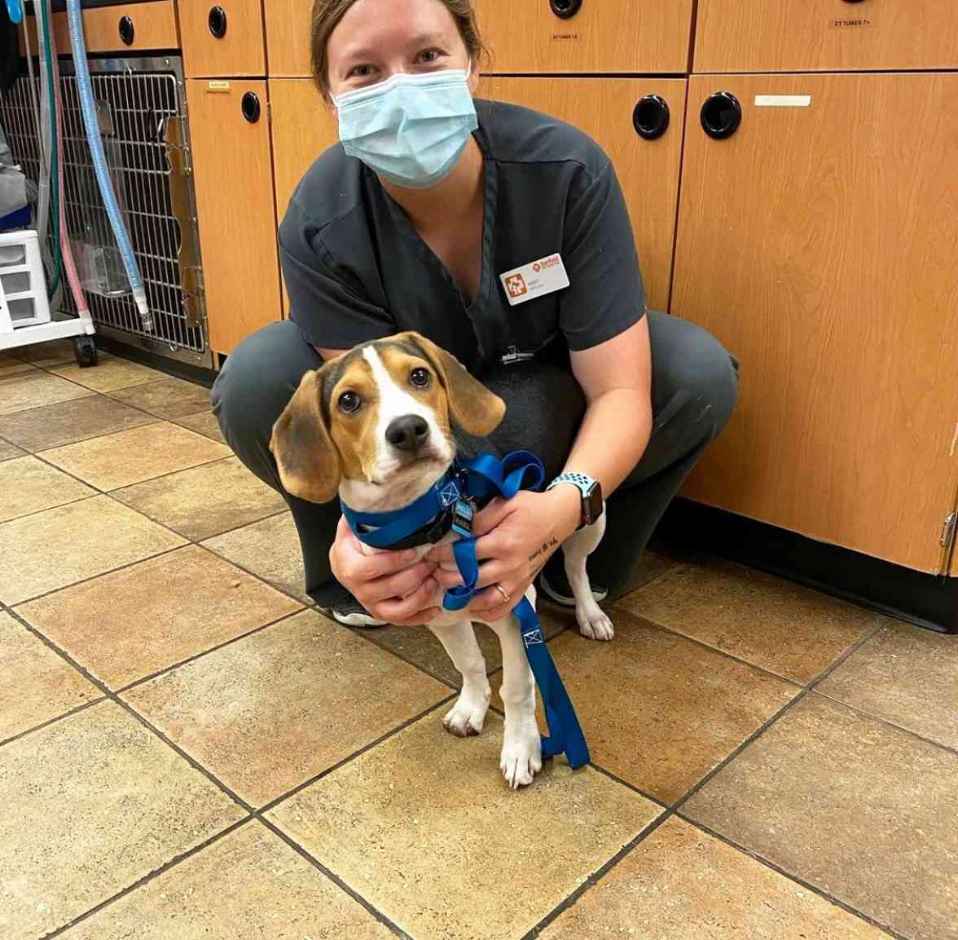 A female veterinarian holding a dog at the Banfield Pet Hospital