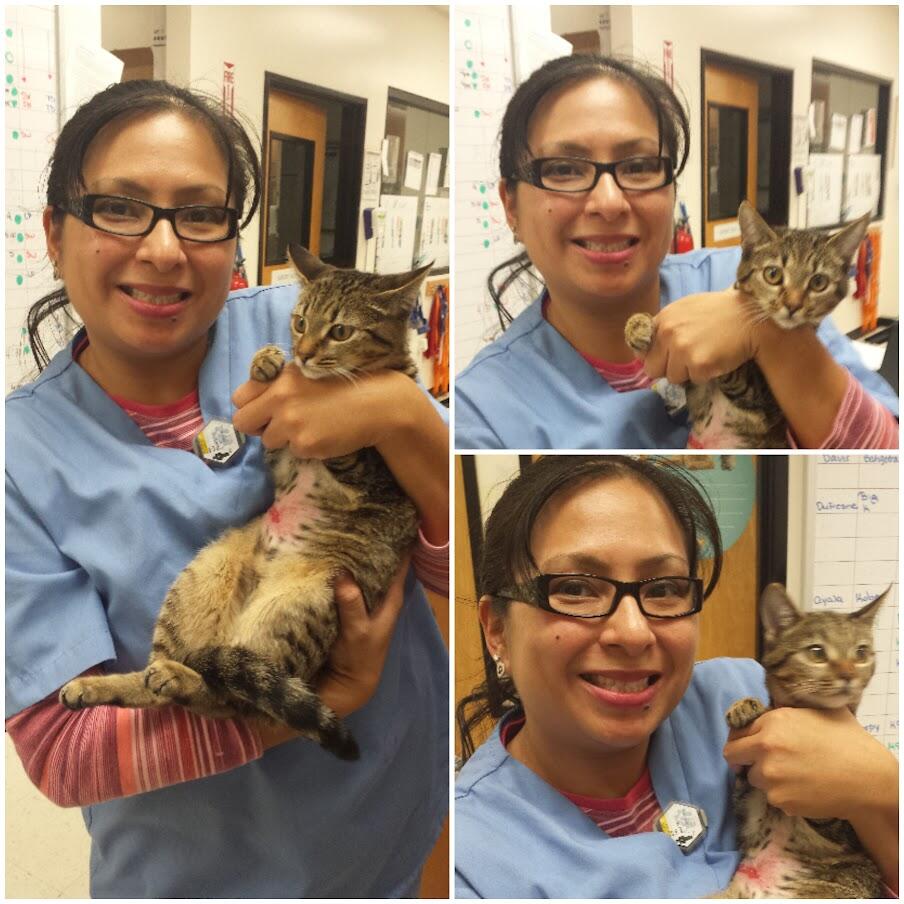 An associate holding a tiny tabby cat